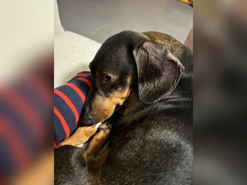 Dackel sucht ein liebvolles neues Zuhause
