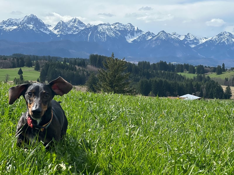 Dackel sucht ein liebvolles neues Zuhause
