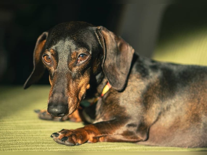 Dackel sucht ein liebvolles neues Zuhause
