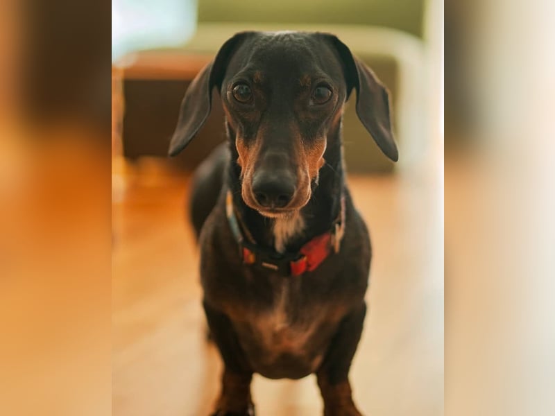 Dackel sucht ein liebvolles neues Zuhause