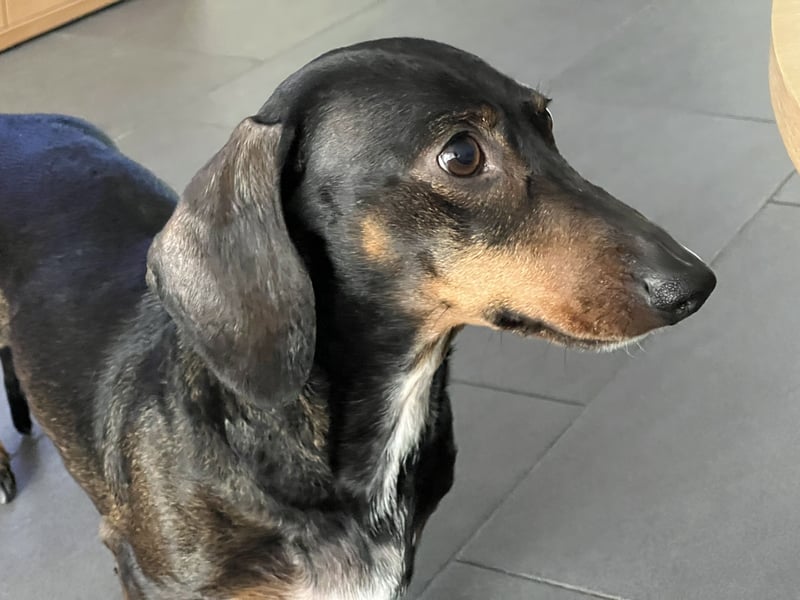 Dackel sucht ein liebvolles neues Zuhause