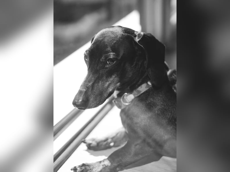 Dackel sucht ein liebvolles neues Zuhause