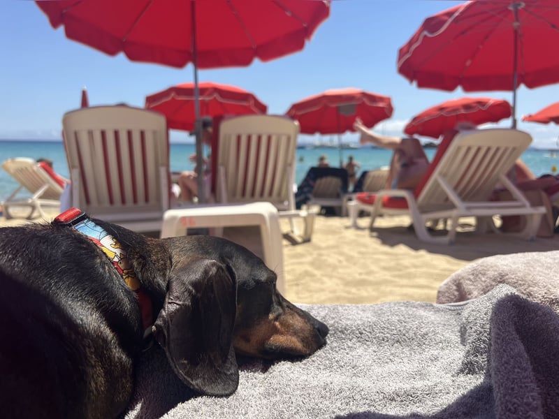 Dackel sucht ein liebvolles neues Zuhause