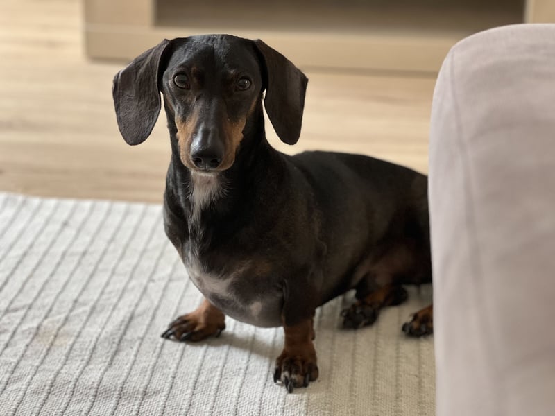 Dackel sucht ein liebvolles neues Zuhause