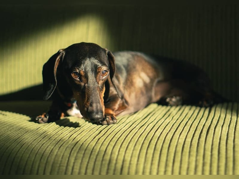 Dackel sucht ein liebvolles neues Zuhause