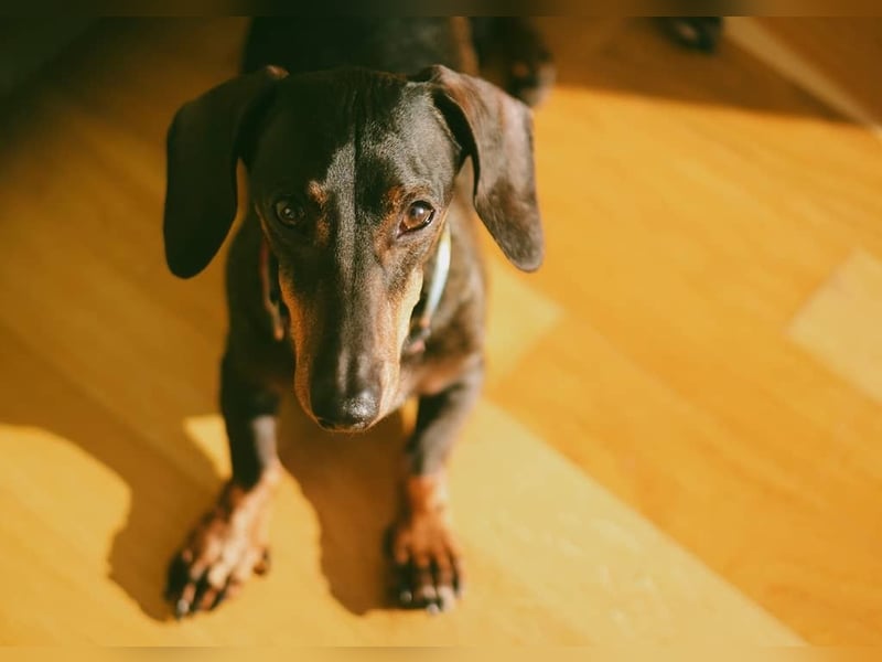 Dackel sucht ein liebvolles neues Zuhause