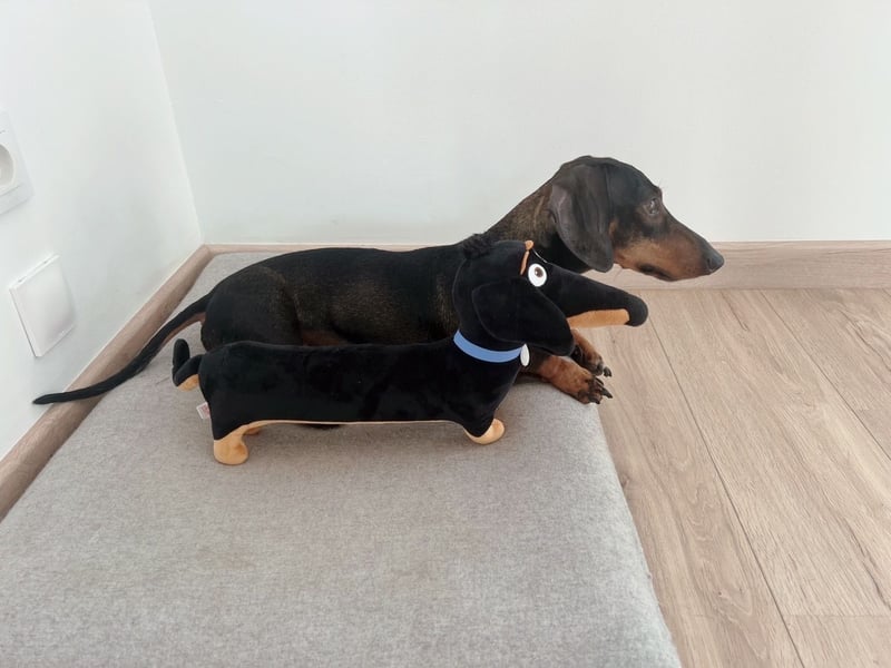 Dackel sucht ein liebvolles neues Zuhause