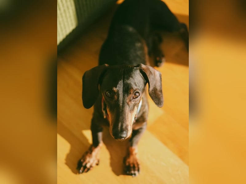 Dackel sucht ein liebvolles neues Zuhause