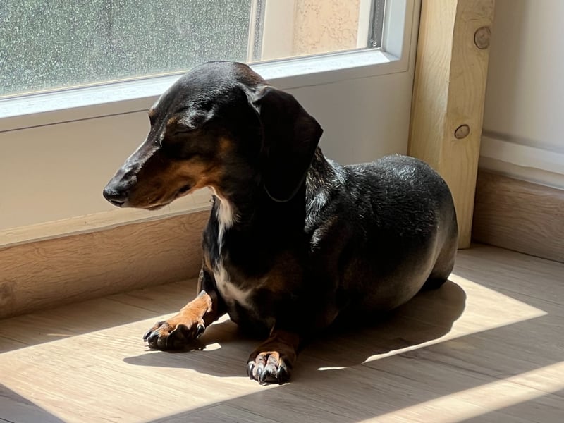 Dackel sucht ein liebvolles neues Zuhause