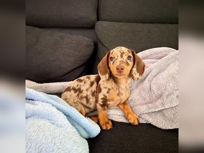 Dackel Hündin – geimpft, entwurmt, gechipt, mit EU-Heimtierausweis