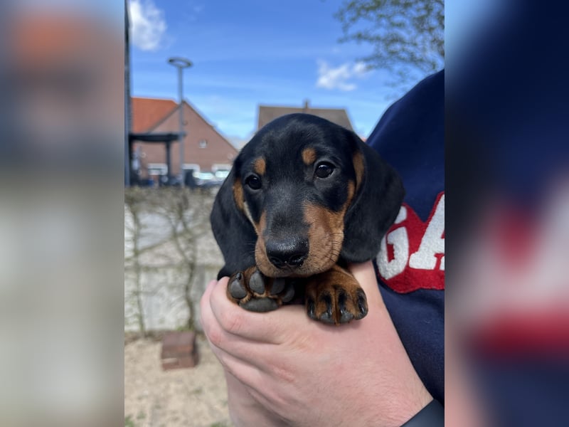 Dackel Welpen