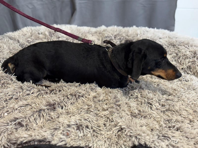 Füles-KK, würde gerne in ein neues Leben dackeln