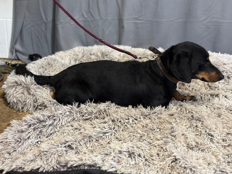 Füles-KK, würde gerne in ein neues Leben dackeln