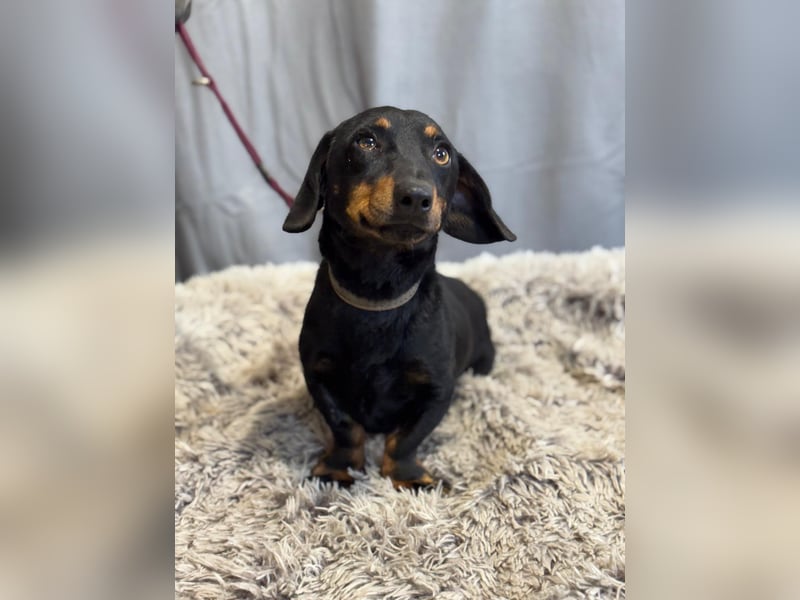 Füles-KK, würde gerne in ein neues Leben dackeln