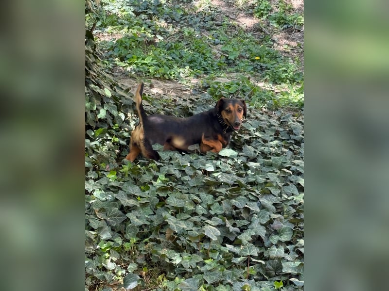 Rubi, Dackel, Pflegestelle in 48249 Dülmen