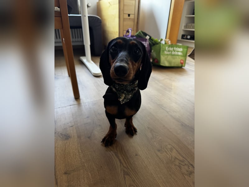 Dackelrüde sucht neues Zuhause