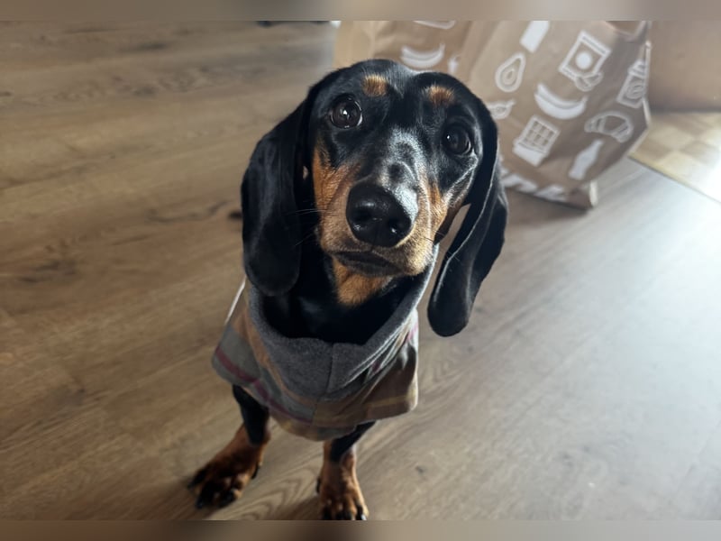 Dackelrüde sucht neues Zuhause