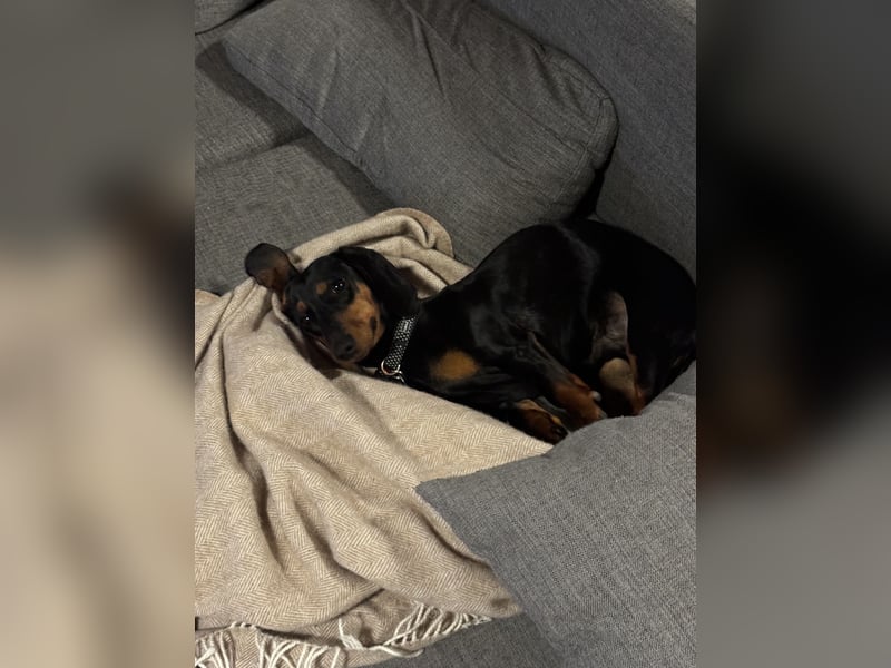 Dackelrüde sucht neues Zuhause