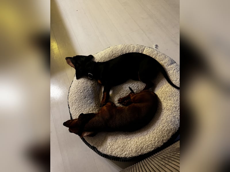 Dackelrüde sucht neues Zuhause