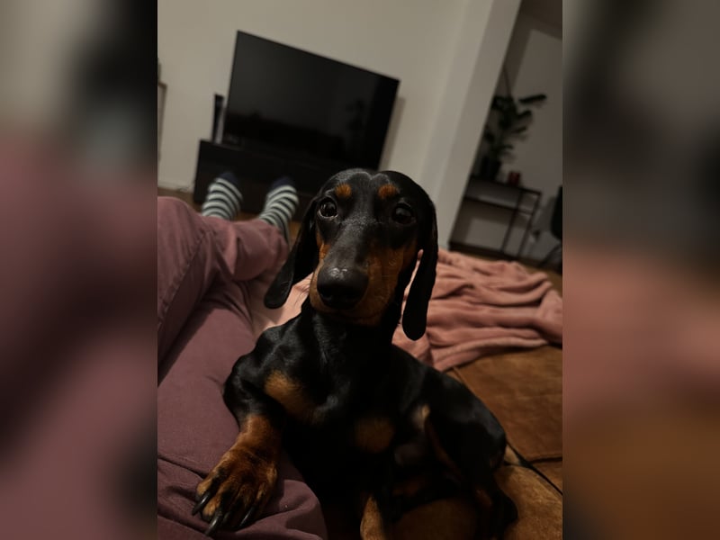 Dackelrüde sucht neues Zuhause