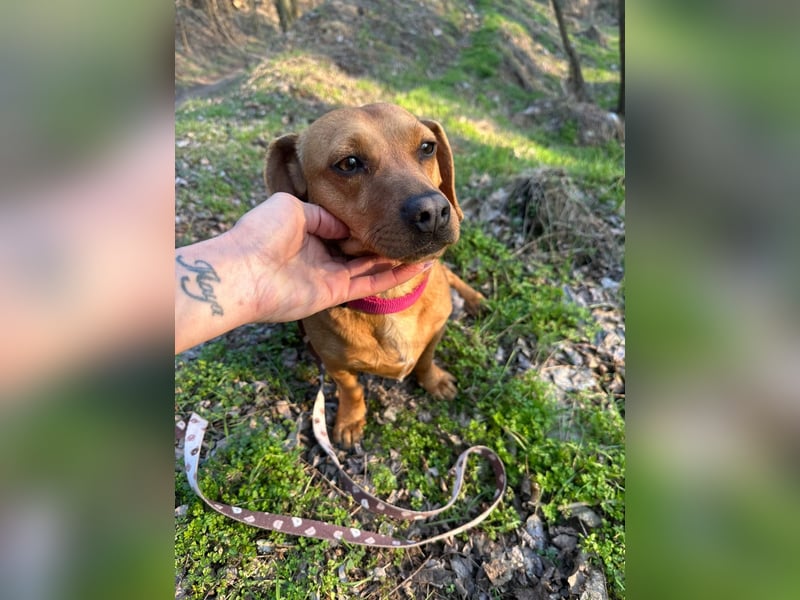 Samu, freundlicher Dackel Rüde geb. 2024