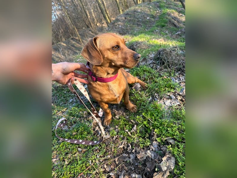 Samu, freundlicher Dackel Rüde geb. 2024