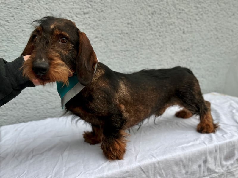 Bony, hübscher Rauhaardackel geb. 2021