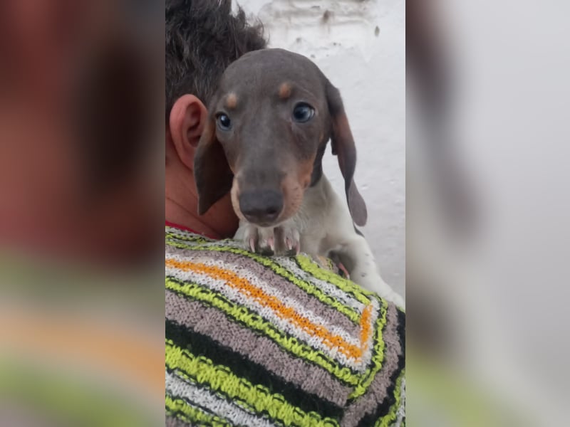 Almos, süßer Kurzhaardackelwelpe geb. 2025