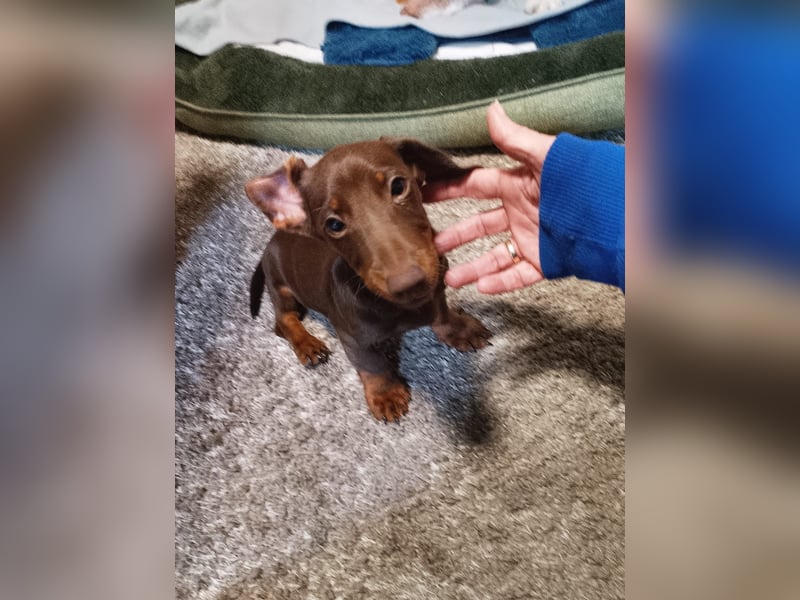 Silvester, fröhlicher Einohrdackel Welpe geb. 2025