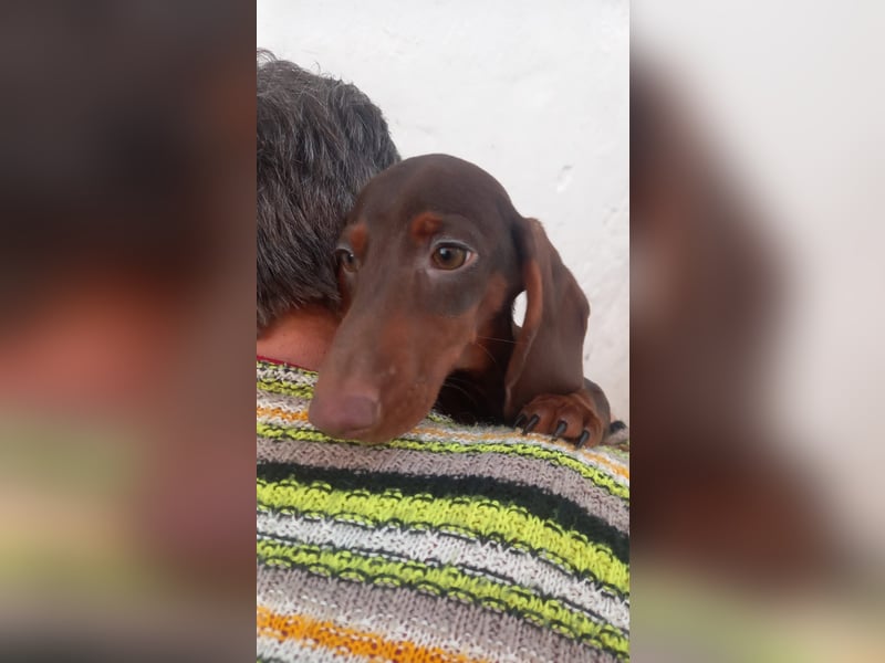 Amigo, süßer Kurzhaardackelwelpe geb. 2025