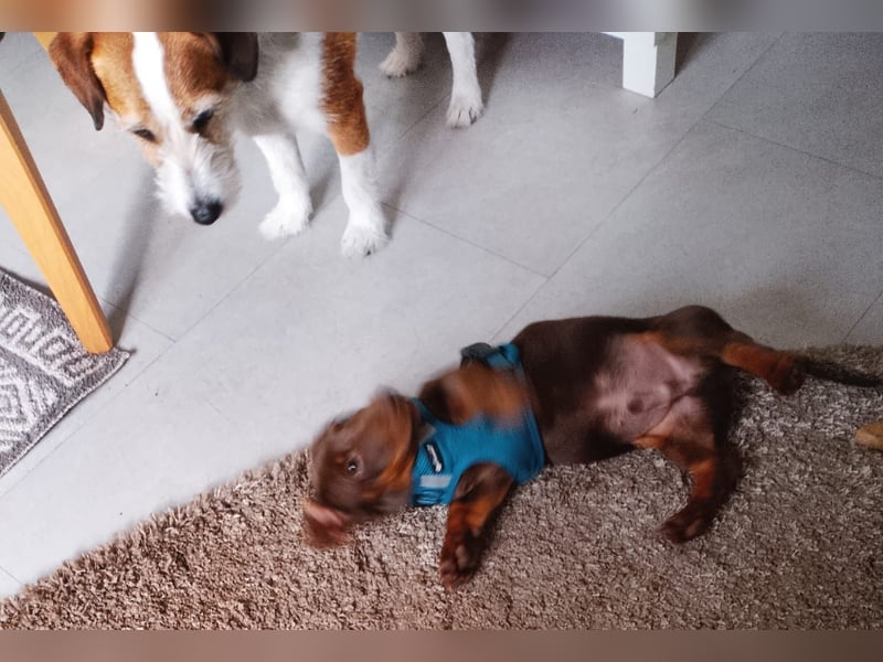 Silvester, fröhlicher Einohrdackel Welpe geb. 2025