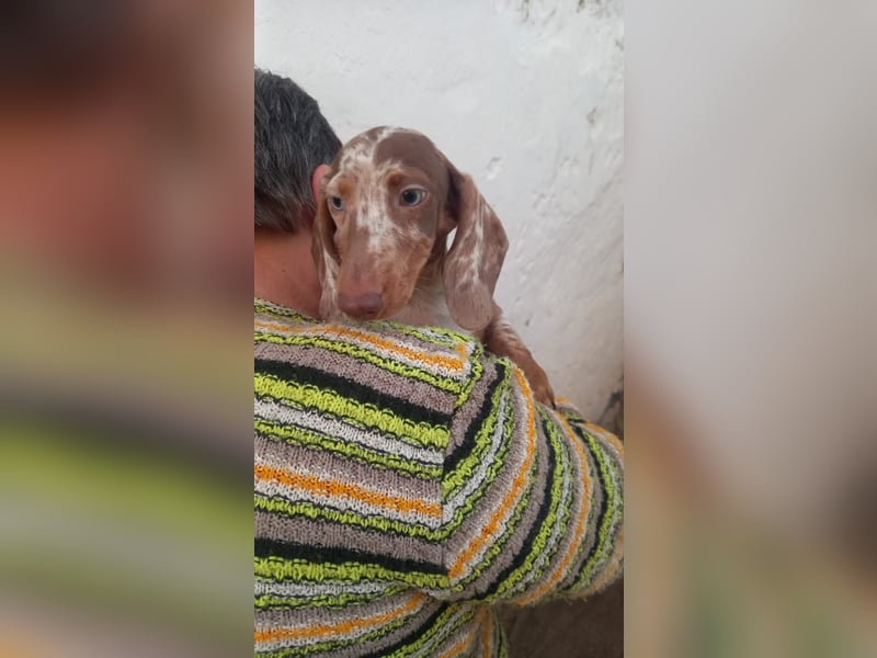 Alpha, süßer Kurzhaardackelwelpe geb. 2025