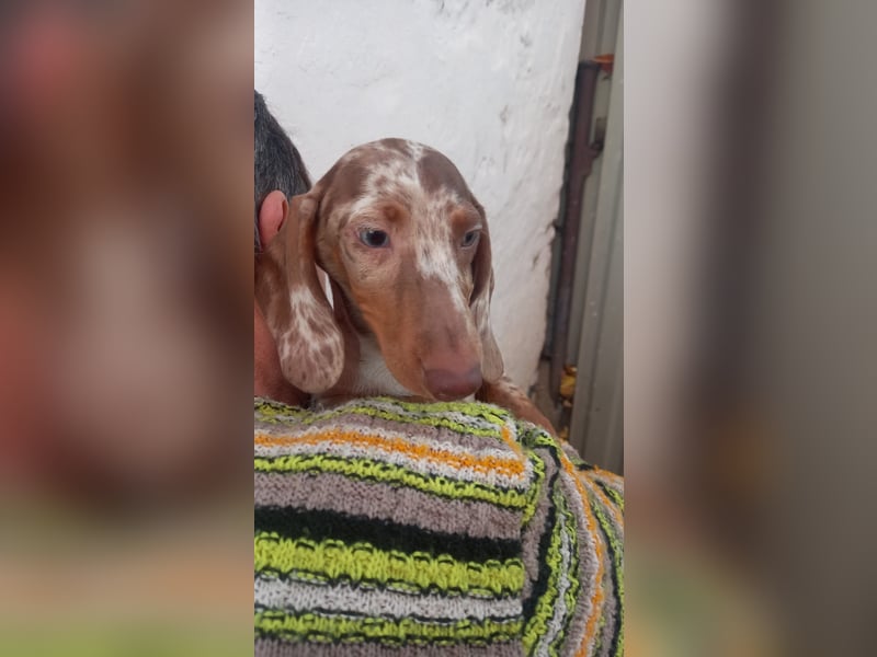 Alpha, süßer Kurzhaardackelwelpe geb. 2025