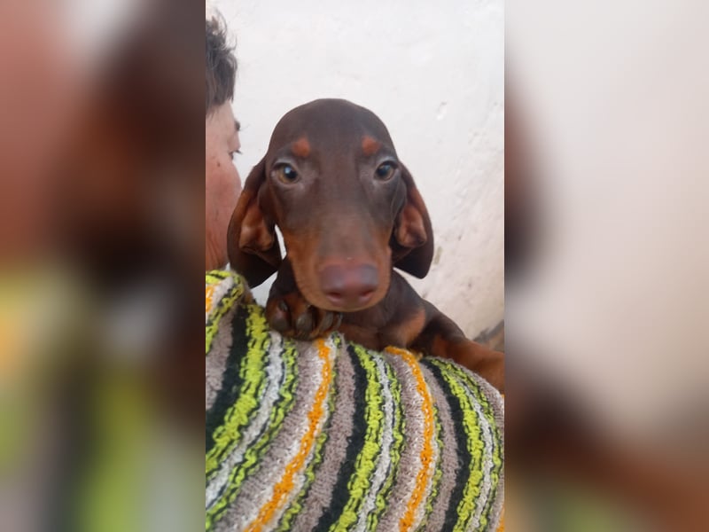 Abraxxas, süßer Kurzhaardackelwelpe geb. 2025