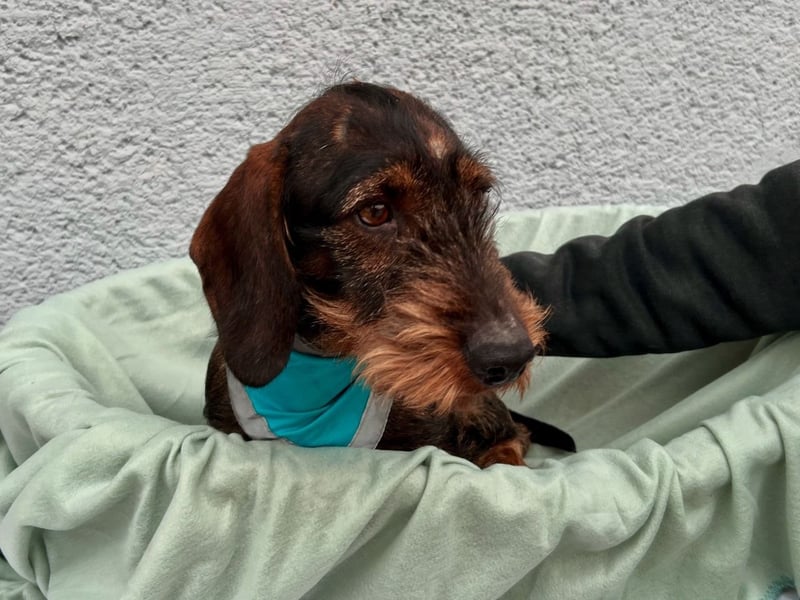 Bony, hübscher Rauhaardackel geb. 2021