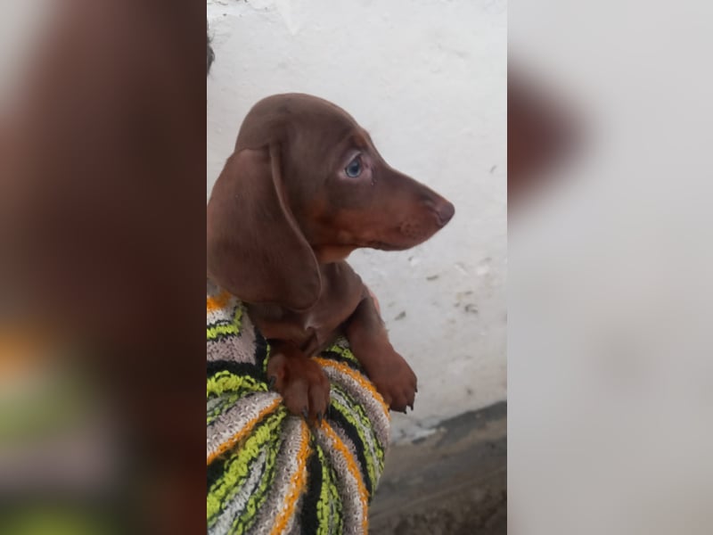 Aladar, süßer Kurzhaardackelwelpe geb. 2025