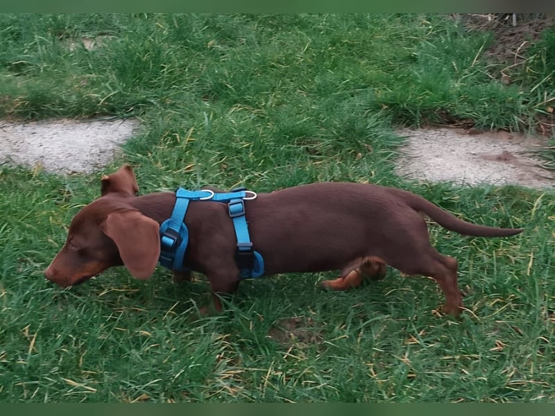 Silvester, fröhlicher Einohrdackel Welpe geb. 2025