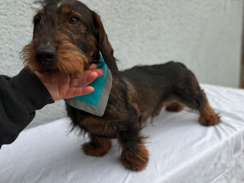 Bony, hübscher Rauhaardackel geb. 2021