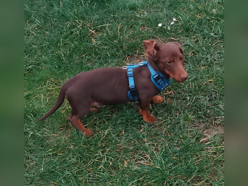 Silvester, fröhlicher Einohrdackel Welpe geb. 2025