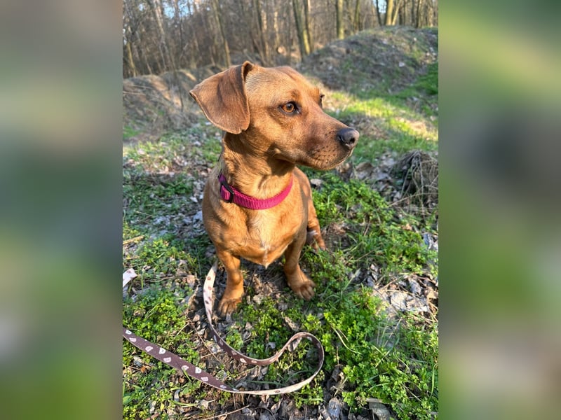 Samu, freundlicher Dackel Rüde geb. 2024