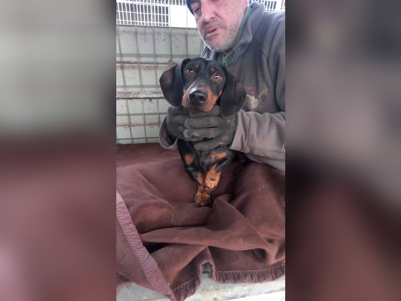 Soma, schüchterner Kurzhaardackel geb. 2023