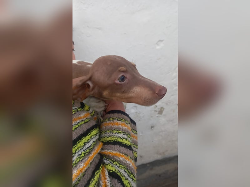 Armani, süßer Kurzhaardackelwelpe geb. 2025