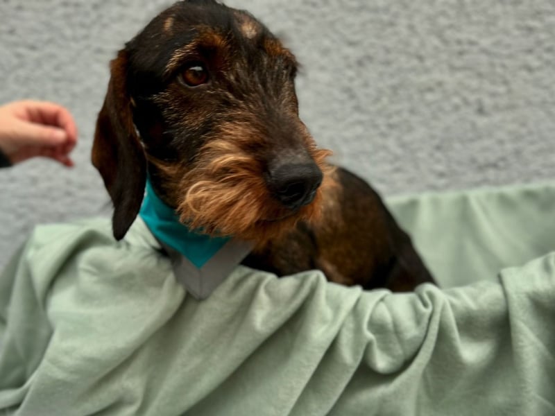 Bony, hübscher Rauhaardackel geb. 2021