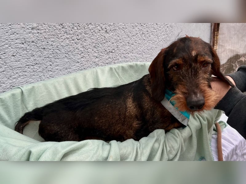 Bony, hübscher Rauhaardackel geb. 2021