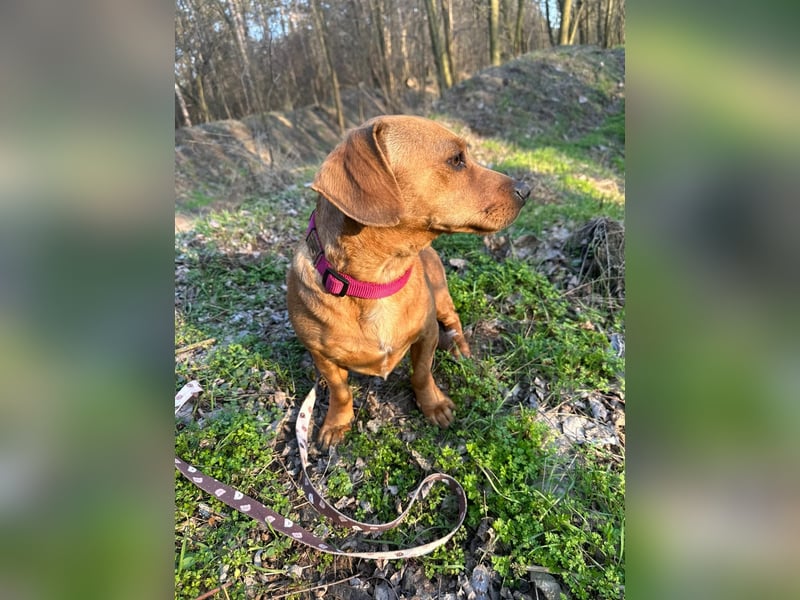 Samu, freundlicher Dackel Rüde geb. 2024