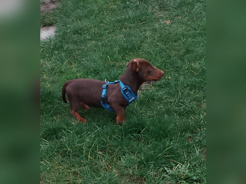 Silvester, fröhlicher Einohrdackel Welpe geb. 2025