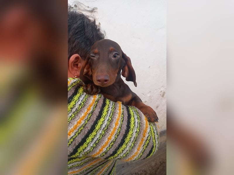 Abraxxas, süßer Kurzhaardackelwelpe geb. 2025