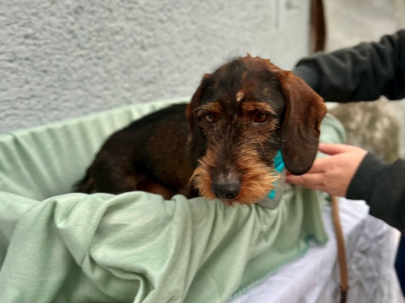 Bony, hübscher Rauhaardackel geb. 2021