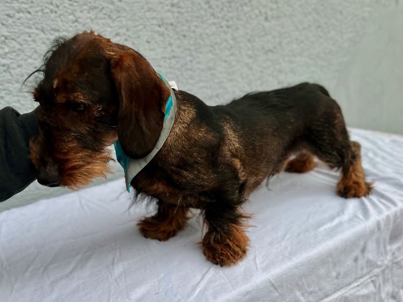 Bony, hübscher Rauhaardackel geb. 2021