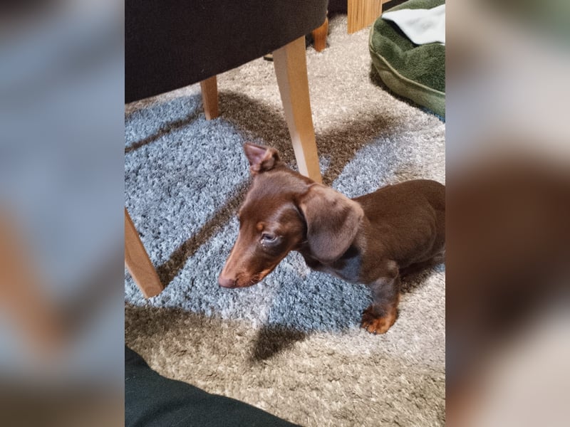 Silvester, fröhlicher Einohrdackel Welpe geb. 2025